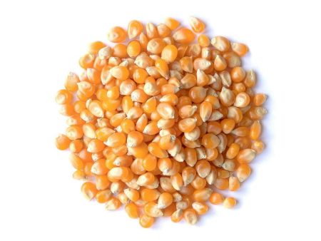 Grains de Maïs à Éclater Biologiques (Vrac) Sale